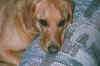 Brandy needs a break (24 Feb 99)